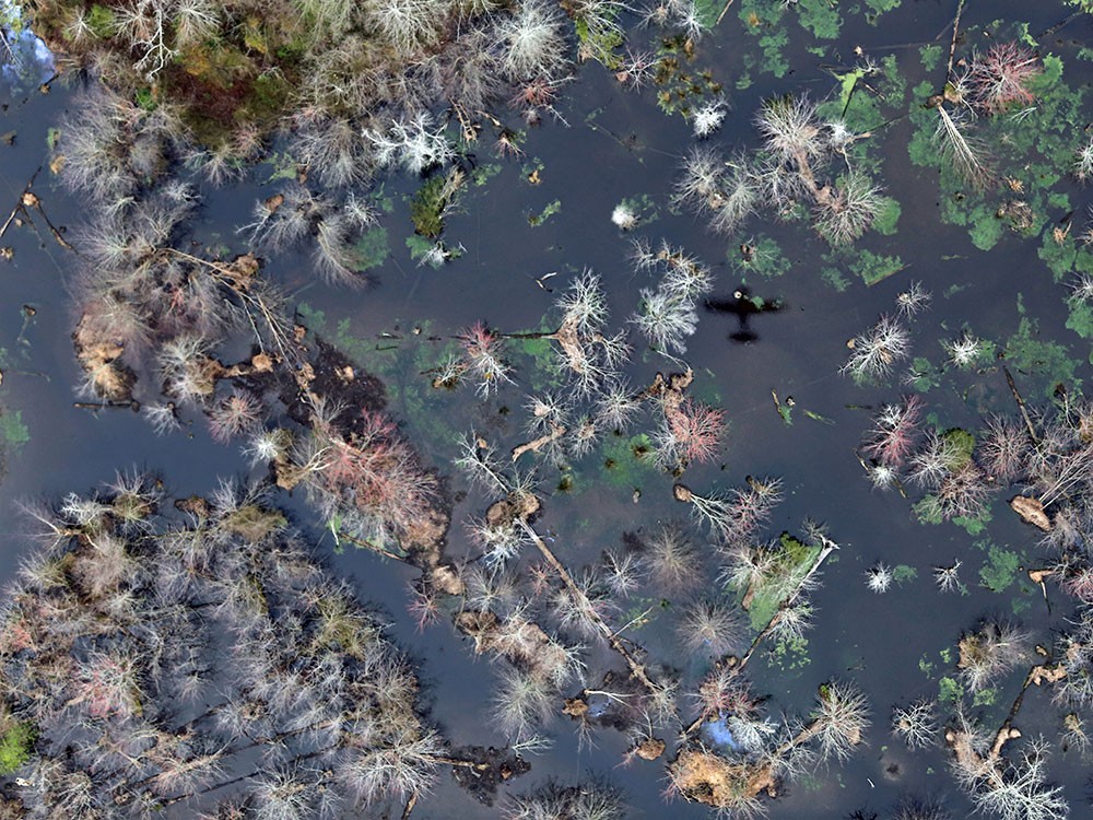 Wetlands Health Assessment